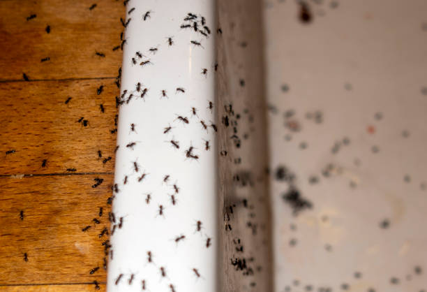 Wasp Removal Services in Wartburg, TN