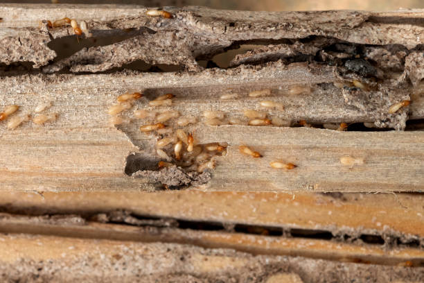 Best Local Pest Control Services  in Wartburg, TN